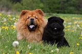CHOW CHOW 464
